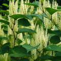 Polygonum Cuspidatum