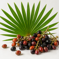 Saw Palmetto